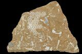 Ordovician Bryozoans (Chasmatopora) Plate - Estonia #89747-2